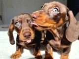 Premium Kalitede Her Renkte Dachshund Yavrular