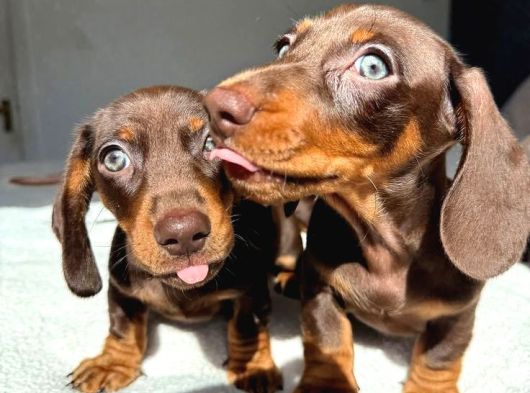 Premium Kalitede Her Renkte Dachshund Yavrular görsel