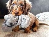 Uzun Tüylü Minik Dost Safkan Longhair Dachshund Yavru