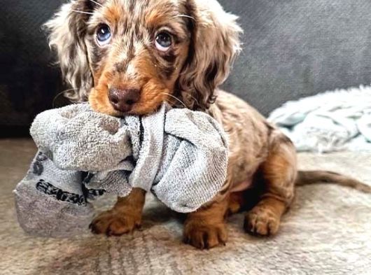 Uzun Tüylü Minik Dost Safkan Longhair Dachshund Yavru