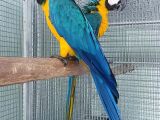 Sarı Lacivert Macaw Yetişkin
