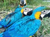 Bebek Macaw Papağanlarımız