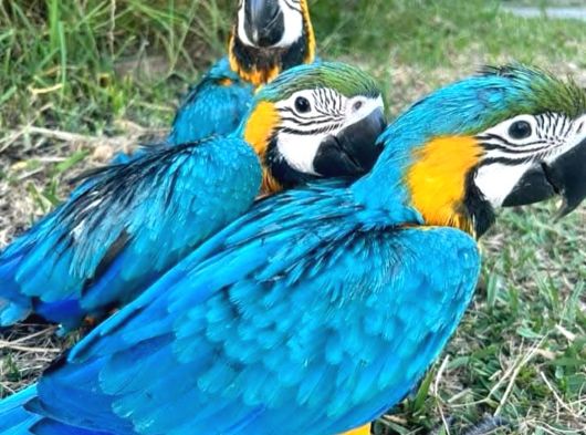 Bebek Macaw Papağanlarımız