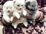 Pomerian Spitz Bebekler