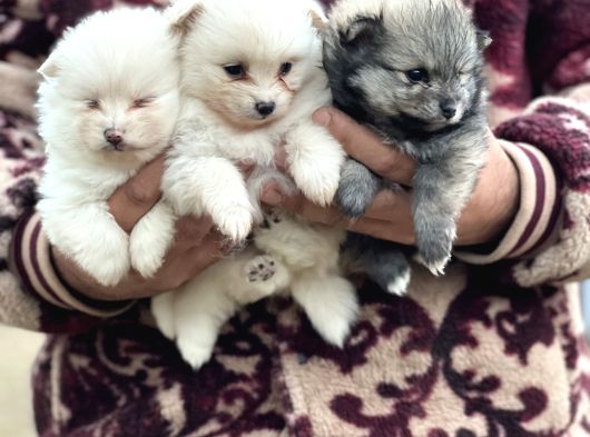 Pomerian Spitz Bebekler görsel