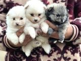 Pomerian Spitz Bebekler