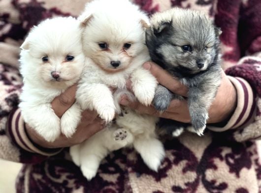 Pomerian Spitz Bebekler görsel