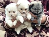 Pomerian Spitz Bebekler