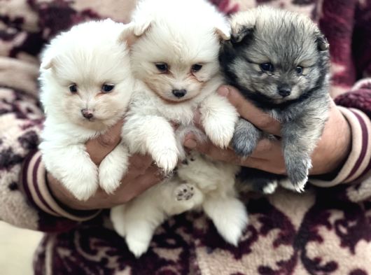 Pomerian Spitz Bebekler görsel
