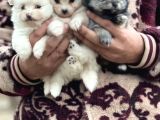 Pomerian Spitz Bebekler