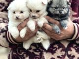 Pomerian Spitz Bebekler