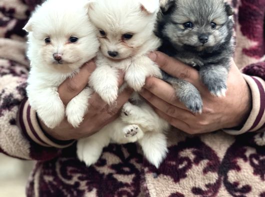Pomerian Spitz Bebekler görsel