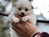 Pomerian Spitz Bebekler