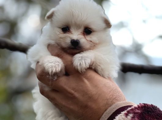 Pomerian Spitz Bebekler görsel