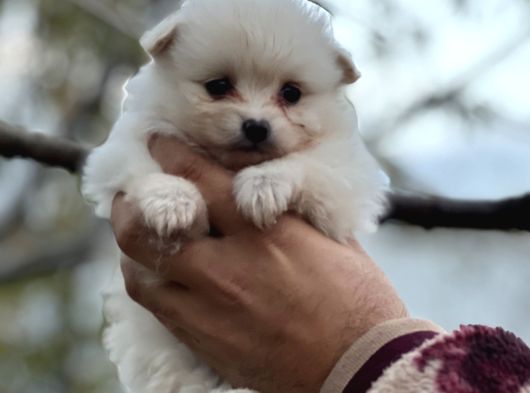 Pomerian Spitz Bebekler