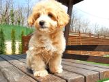 Tea Cup Maltipoo Yavruları