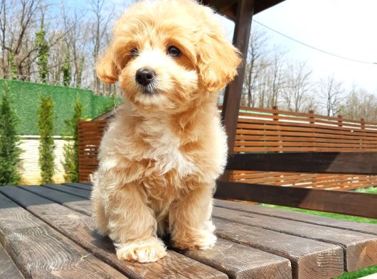 Tea Cup Maltipoo Yavruları görsel