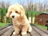 Tea Cup Maltipoo Yavruları