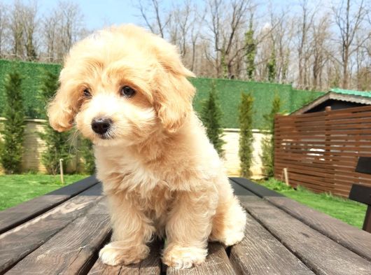 Tea Cup Maltipoo Yavruları görsel