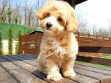 Tea Cup Maltipoo Yavruları