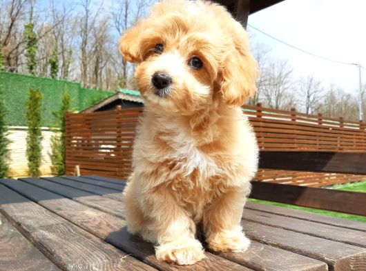Tea Cup Maltipoo Yavruları görsel