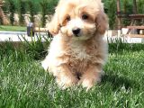 Tea Cup Maltipoo Yavruları