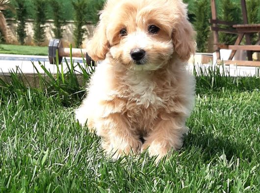 Tea Cup Maltipoo Yavruları görsel