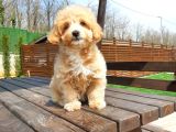Tea Cup Maltipoo Yavruları
