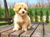 Tea Cup Maltipoo Yavruları