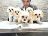 Korea Teacup Ped Tualet Eğitimli  Maltese Yavrularımız