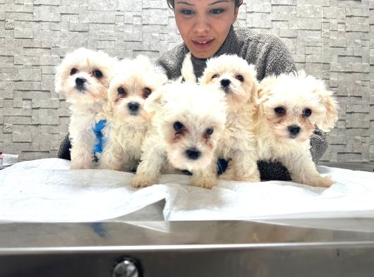 Korea Teacup Ped Tualet Eğitimli  Maltese Yavrularımız görsel