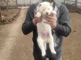 Üst Kalite Beyaz Husky Bebekler