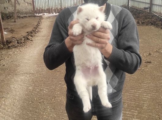 Üst Kalite Beyaz Husky Bebekler görsel