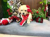En İyi Maltipoo Yavrusu