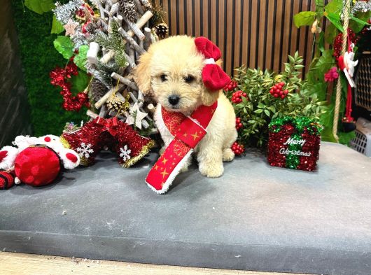 En İyi Maltipoo Yavrusu görsel