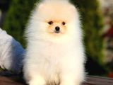 En İyi Pomeranian Yavrusu