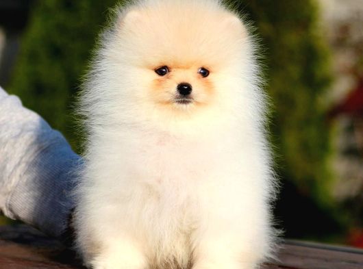En İyi Pomeranian Yavrusu görsel