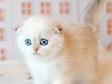 Masum Bebeğim Silver Scottish Fold