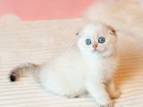 Masum Bebeğim Silver Scottish Fold