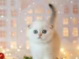 Masum Bebeğim Silver Scottish Fold