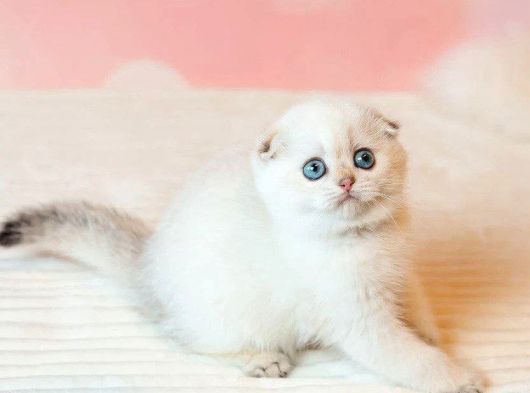 Masum Bebeğim Silver Scottish Fold görsel