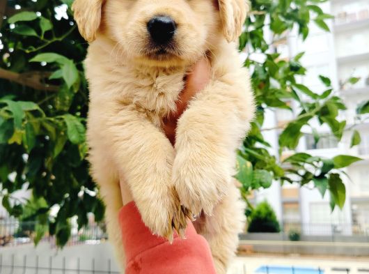Golden Retriever Yavrularımız görsel