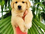 Golden Retriever Yavrularımız