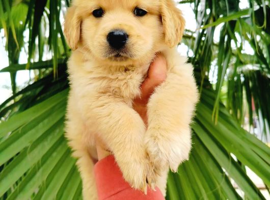 Golden Retriever Yavrularımız görsel