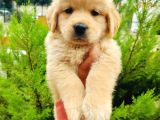 Golden Retriever Yavrularımız