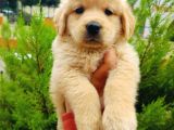 Golden Retriever Yavrularımız