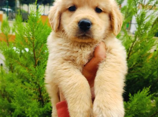 Golden Retriever Yavrularımız görsel