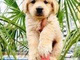 Golden retriever yavrularımız