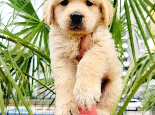 Golden Retriever Yavrularımız
