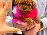 En İyi̇ Poodle Yavrusu